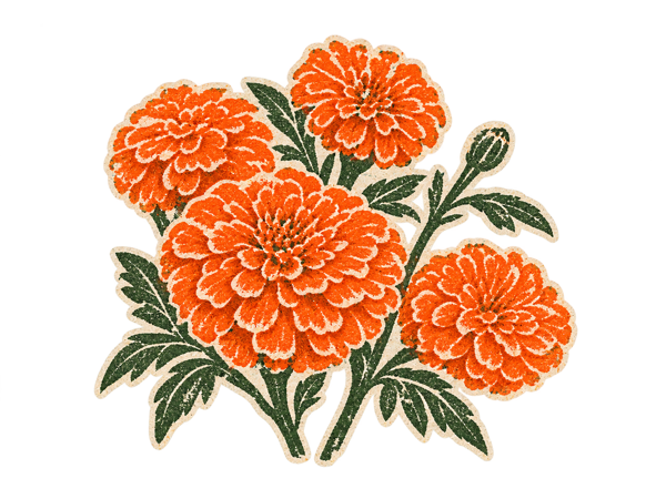 Illustration of African marigold flowers