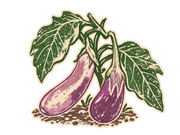 Illustration of an eggplant on the plant