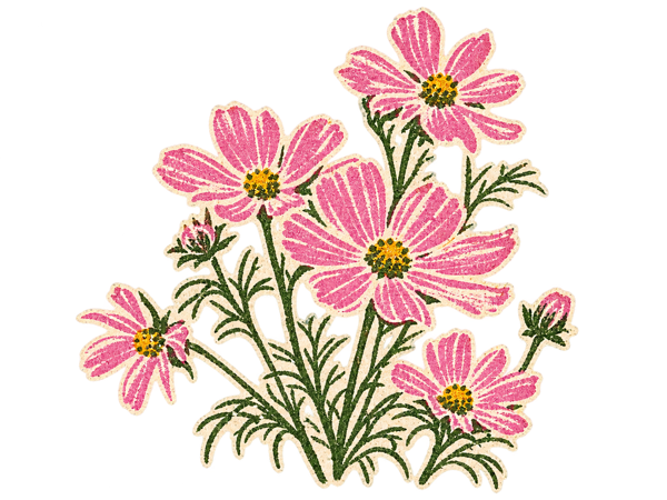 Illustration of garden cosmos flowers
