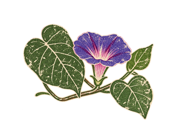 Illustration of morning glory flowers