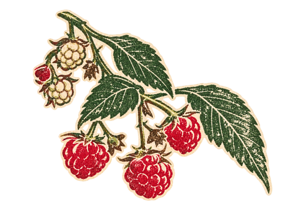 Illustration of raspberries on the branch