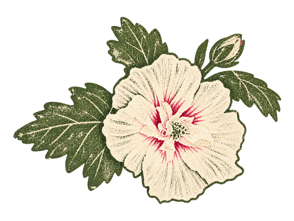 Illustration of rose of sharon flowers