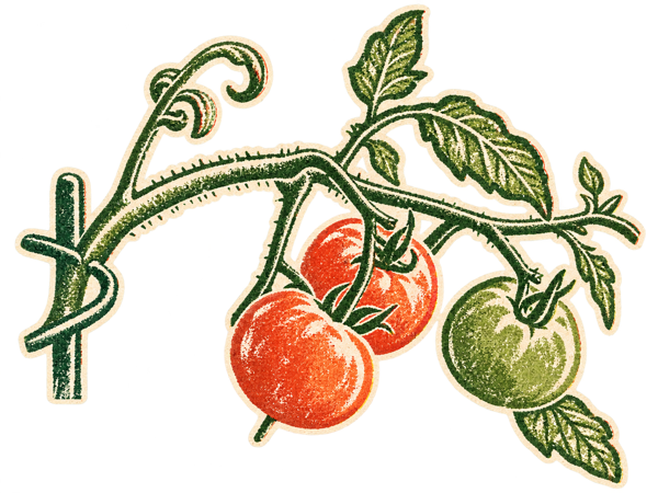 Illustration of tomatoes on the vine